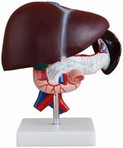 Modelo Anatómico de Hígado, Páncreas, Bazo, Duodeno, Vesícula y Vías Biliares.