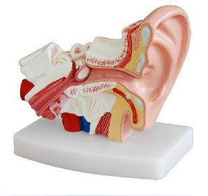 Modelo Anatómico de Oído Humano