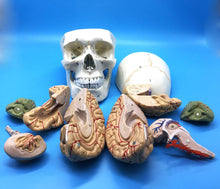 Cargar imagen en el visor de la galería, Modelo Anatómico de Cráneo Humano y Cerebro a escala real