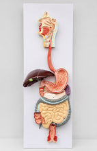 Cargar imagen en el visor de la galería, Modelo Anatómico del Sistema Respiratorio Superior y Cavidad Oral – Boca, Nariz y Garganta, Tamaño Real