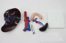 Cargar imagen en el visor de la galería, Modelo Anatómico de Hígado, Páncreas, Bazo, Duodeno, Vesícula y Vías Biliares.