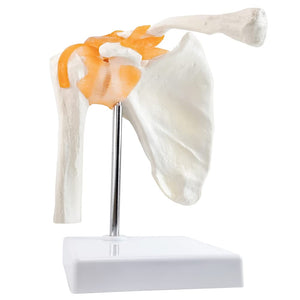 Modelo anatómico de la articulación del hombro