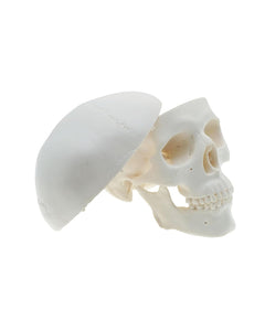 Mini modelo de anatomía de cráneo humano