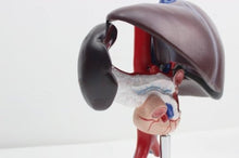 Cargar imagen en el visor de la galería, Modelo Anatómico de Hígado, Páncreas, Bazo, Duodeno, Vesícula y Vías Biliares.