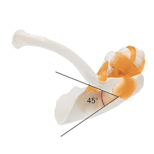 Modelo anatómico de la articulación del hombro