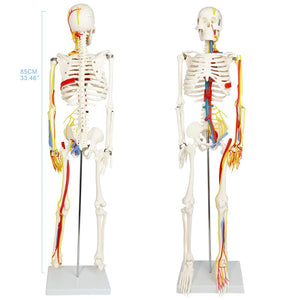 Modelo de esqueleto humano de tamaño natural de 33.5 pulgadas