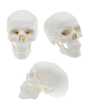 Cargar imagen en el visor de la galería, Mini modelo de anatomía de cráneo humano