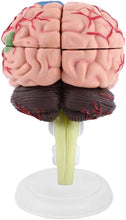 Cargar imagen en el visor de la galería, Modelo de mini cerebro desmontado