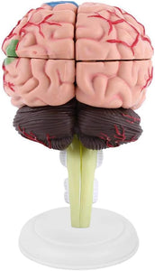 Modelo de mini cerebro desmontado