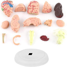 Cargar imagen en el visor de la galería, Modelo de mini cerebro desmontado