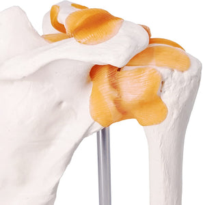 Modelo anatómico de la articulación del hombro