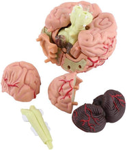 Cargar imagen en el visor de la galería, Modelo de mini cerebro desmontado