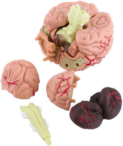 Modelo de mini cerebro desmontado