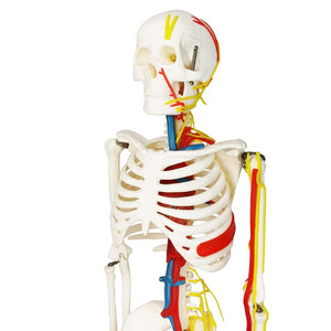 Modelo de esqueleto humano de tamaño natural de 33.5 pulgadas