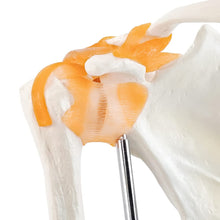 Cargar imagen en el visor de la galería, Modelo anatómico de la articulación del hombro