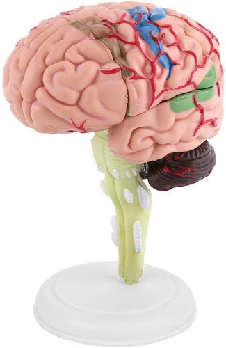 Modelo de mini cerebro desmontado