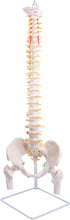 Cargar imagen en el visor de la galería, Modelo Anatómico de Columna Vertebral Flexible