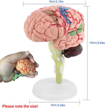 Cargar imagen en el visor de la galería, Modelo de mini cerebro desmontado