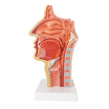 Cargar imagen en el visor de la galería, Modelo Anatómico de Cavidad nasal nasal, laringofaríngea y cavidad oral