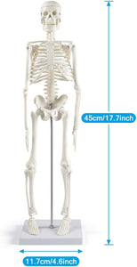 Modelo de esqueleto humano de 17" con brazos y piernas móviles