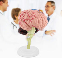 Cargar imagen en el visor de la galería, Modelo de mini cerebro desmontado