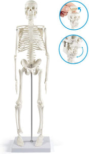 Modelo de esqueleto humano de 17" con brazos y piernas móviles