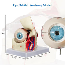 Cargar imagen en el visor de la galería, Modelo de anatomía del globo ocular, modelo de ojo humano desmontable 3x de aumento