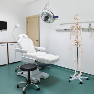 Esqueleto Anatómico Humano de tamaño real, modelo médico + soporte.