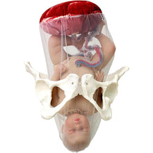Cargar imagen en el visor de la galería, Modelo de parto femenino