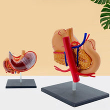 Cargar imagen en el visor de la galería, Modelo realista de anatomía del estómago 4D para educación médica y estudio