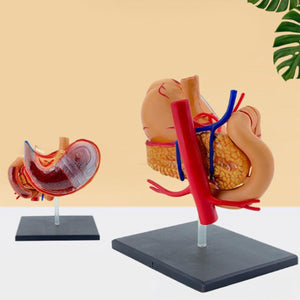 Modelo realista de anatomía del estómago 4D para educación médica y estudio