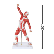 Cargar imagen en el visor de la galería, Modelo de sistema muscular de 20 pulgadas