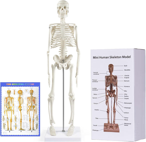 Modelo de esqueleto humano de 17