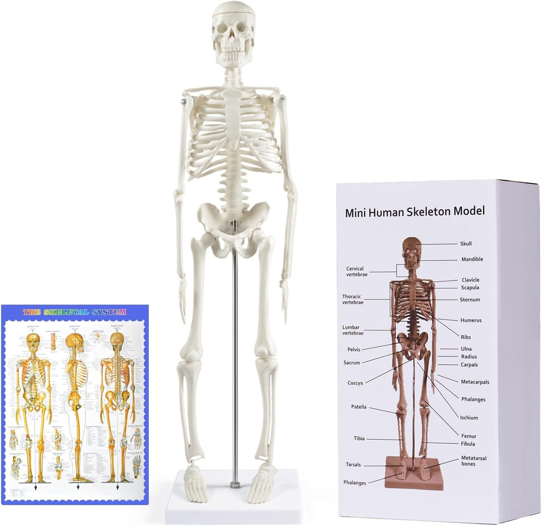 Modelo de esqueleto humano de 17