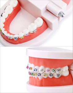 Modelo anatómico de dentadura con de demostración de ortodoncia