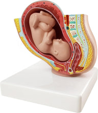 Cargar imagen en el visor de la galería, Modelo Anatómico de Embarazo y  Pélvis Femenina Humana con Embarazo 9 Meses Modo Feto Bebé 1/2 Tamaño Natural con Órganos Extraíbles