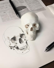 Cargar imagen en el visor de la galería, Mini modelo de anatomía de cráneo humano
