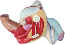Cargar imagen en el visor de la galería, Modelo anatómico del sistema genital masculino de tamaño real