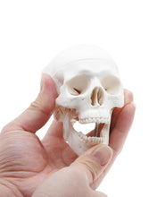 Cargar imagen en el visor de la galería, Mini modelo de anatomía de cráneo humano