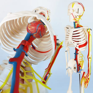Modelo de esqueleto humano de tamaño natural de 33.5 pulgadas