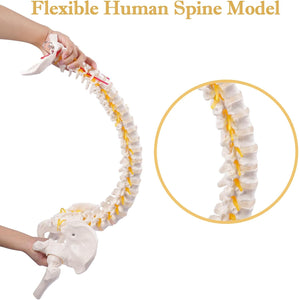 Modelo Anatómico de Columna Vertebral Flexible