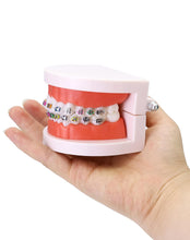 Cargar imagen en el visor de la galería, Modelo anatómico de dentadura con de demostración de ortodoncia