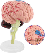 Cargar imagen en el visor de la galería, Modelo de mini cerebro desmontado