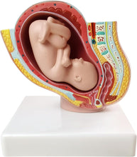 Cargar imagen en el visor de la galería, Modelo Anatómico de Embarazo y  Pélvis Femenina Humana con Embarazo 9 Meses Modo Feto Bebé 1/2 Tamaño Natural con Órganos Extraíbles