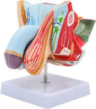 Cargar imagen en el visor de la galería, Modelo anatómico del sistema genital masculino de tamaño real