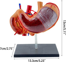 Cargar imagen en el visor de la galería, Modelo realista de anatomía del estómago 4D para educación médica y estudio