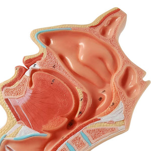 Modelo Anatómico de Cavidad nasal nasal, laringofaríngea y cavidad oral