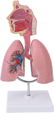 Cargar imagen en el visor de la galería, Modelo Anatómico del Sistema Respiratorio Humano