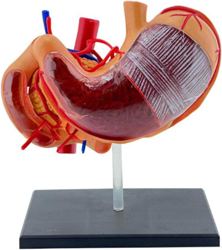 Modelo realista de anatomía del estómago 4D para educación médica y estudio