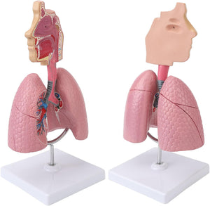 Modelo Anatómico del Sistema Respiratorio Humano
